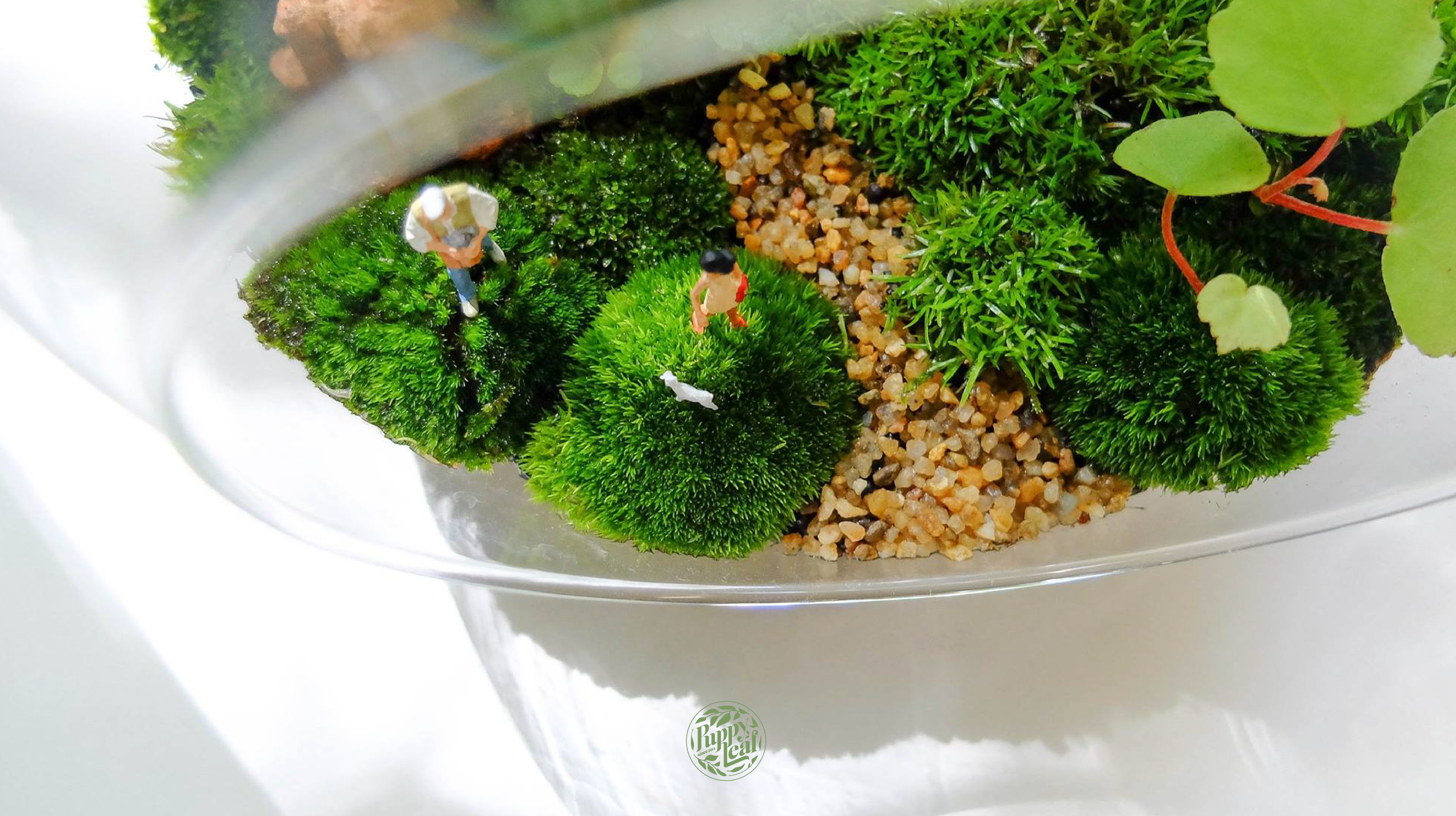 Open Terrarium